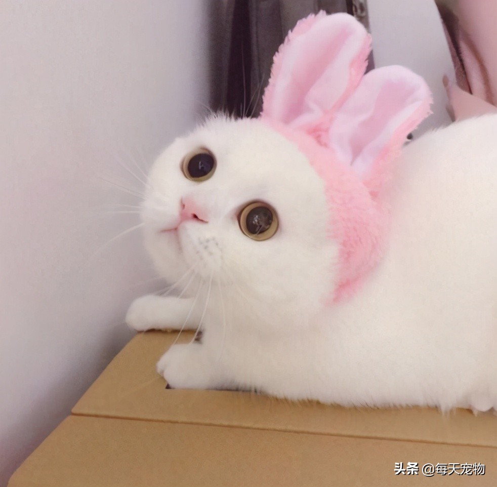 萌猫白猫,白猫的性格特点描写