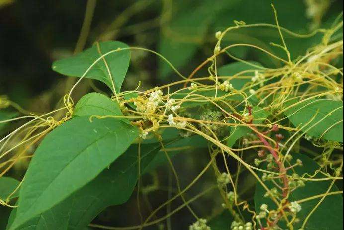 《说文解字》第105课:如何准确理解“蒹葭苍苍”?