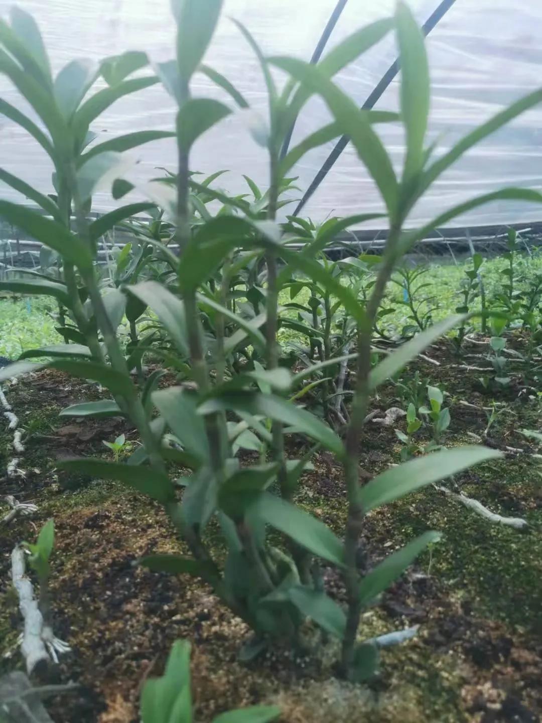 野生石斛兰,野生石斛是国家保护植物吗