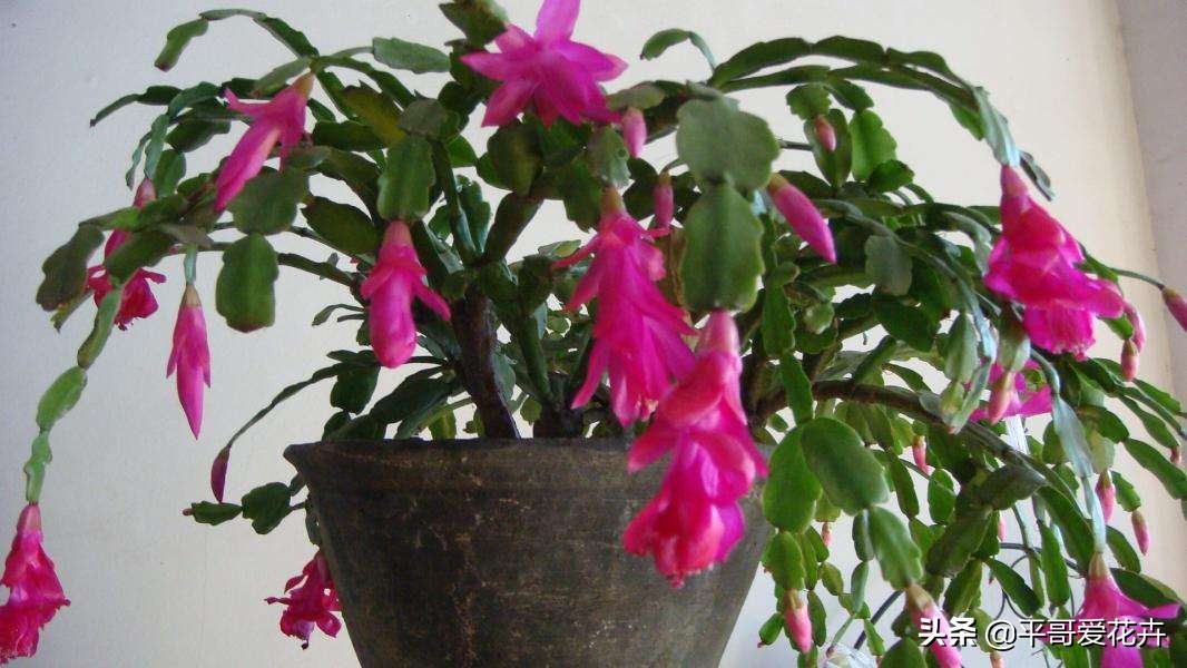 养花该怎么修剪花根,养花新手修剪步骤图解