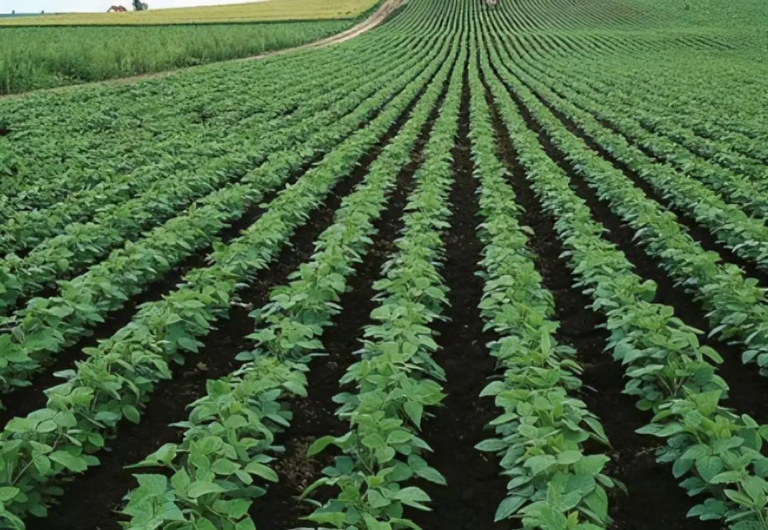 种植马铃薯教程全过程视频,请教你种植土豆的方法