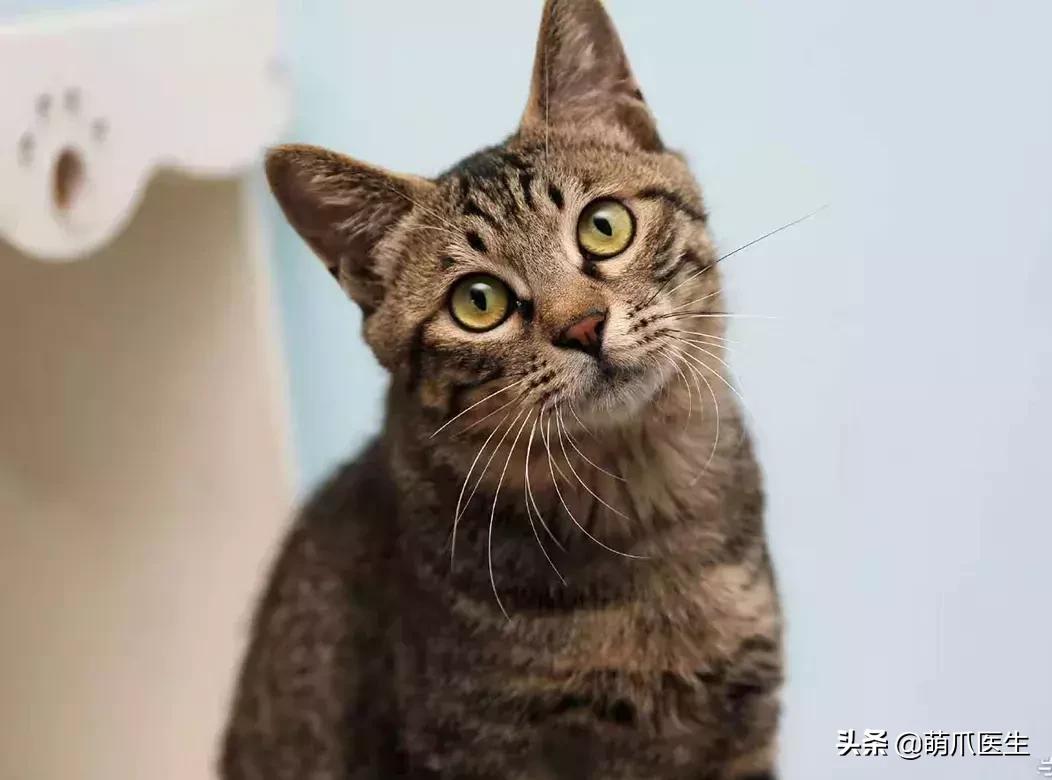 领养一只猫真的很难吗,领养很难