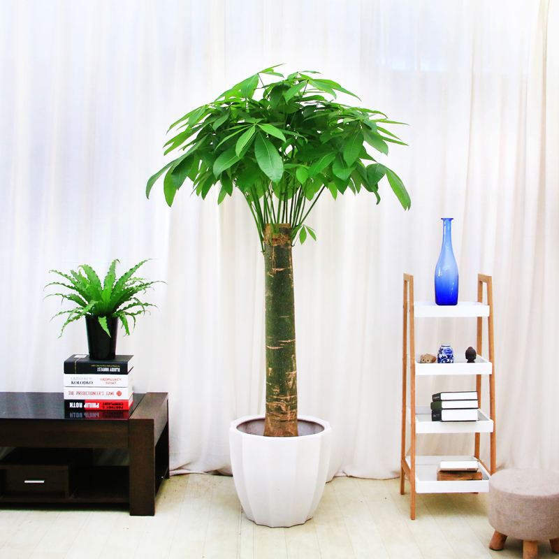 发财树枝干烂了怎么办,发财树枝枯了怎么挽救