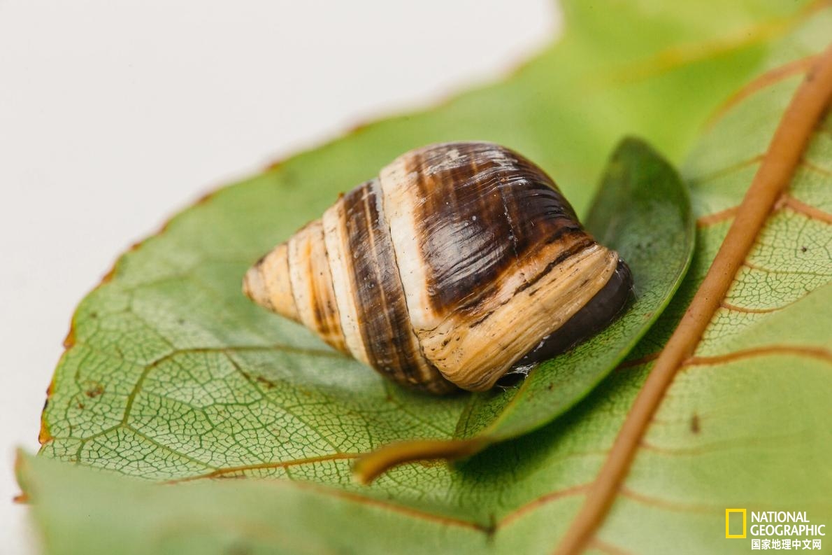 夏威夷金顶树蜗牛灭绝原因,夏威夷蜗牛濒临灭绝原因
