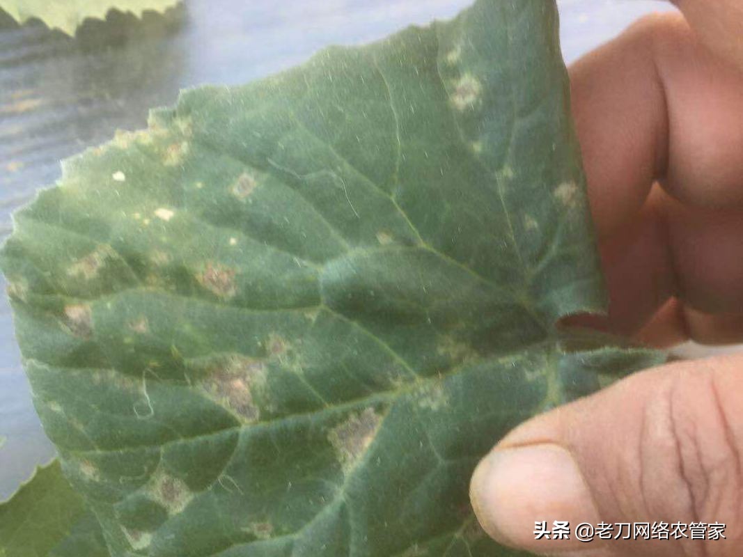 危害大、爆发快、防治难！甜瓜霜霉病防治要科学