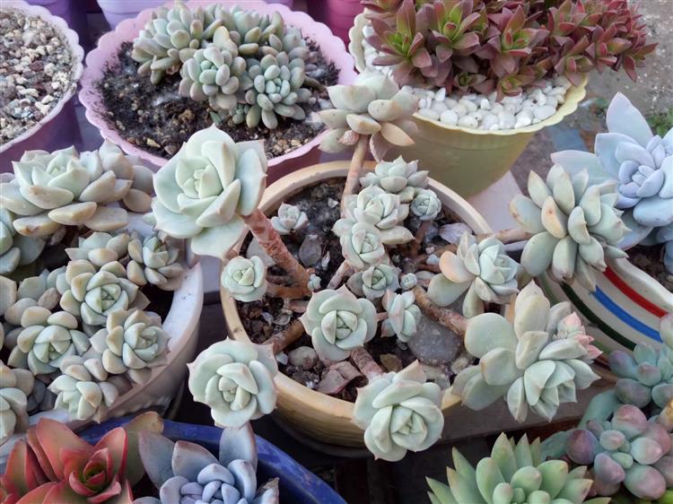 买来的多肉老桩，大神却说是假的，这是怎么回事？