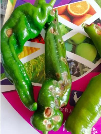 难缠的辣椒炭疽病，最全讲解在这里