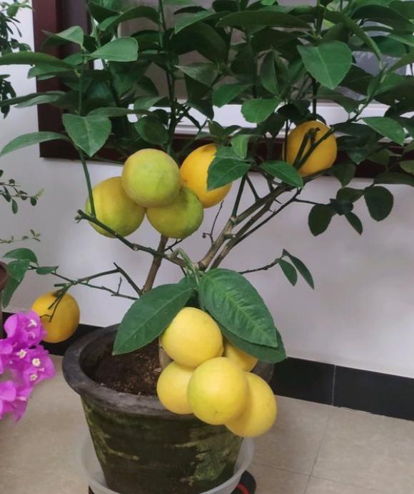 盆栽柠檬不长新枝,盆栽柠檬为什么开花落果
