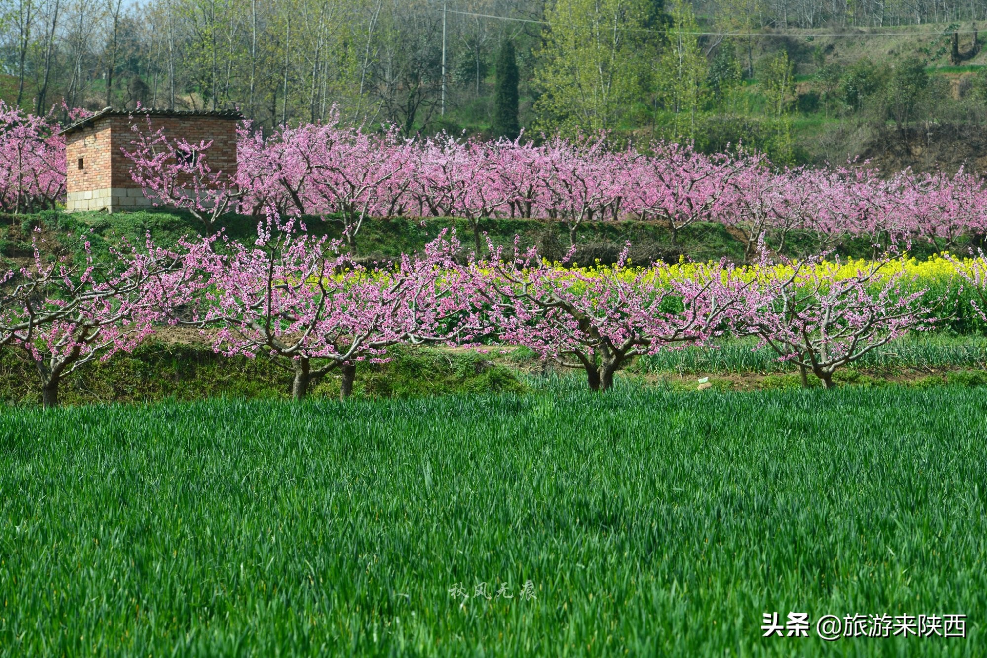 长安区王莽千亩桃园,西安王莽万亩桃花源