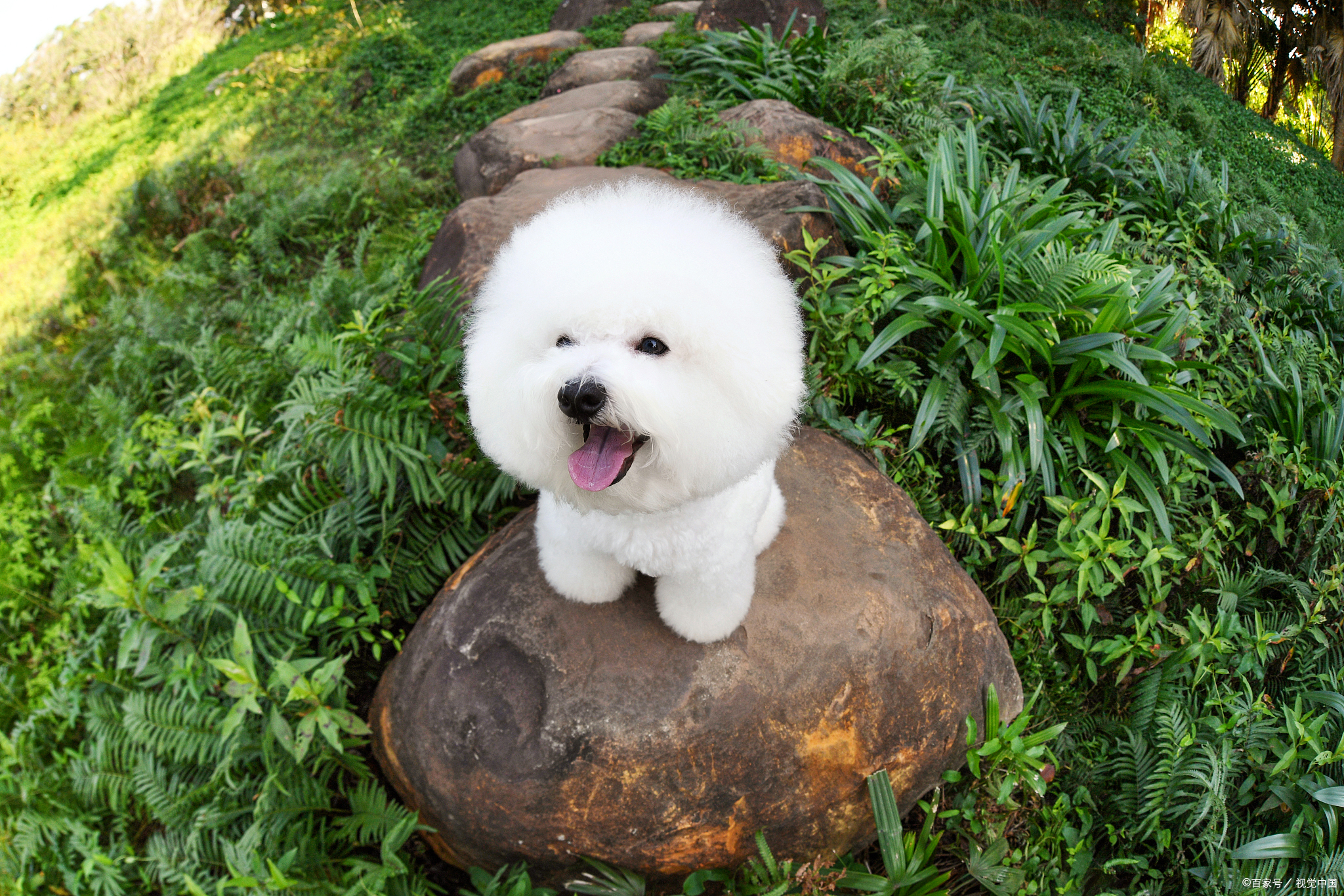 比熊别养比熊6大原因告诉你,比熊好养吗比熊优缺点有哪些