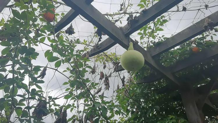 贵州蓬莱仙界旅游攻略,白云区蓬莱仙界景点介绍