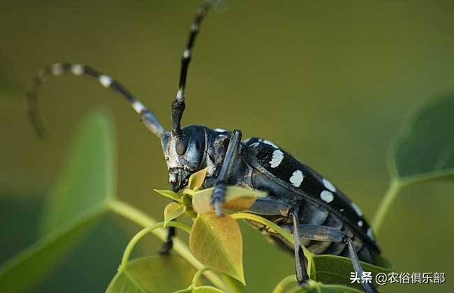 农村最常见的三种害虫,在农村有哪些害虫