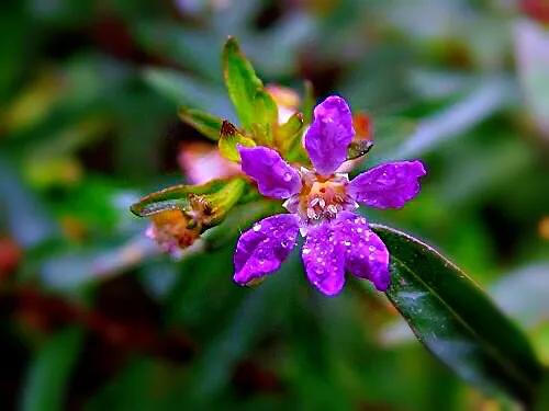细叶萼距花的养殖方法,细叶萼距花的功效与作用