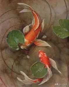 池中之仙，惊艳若此——锦鲤