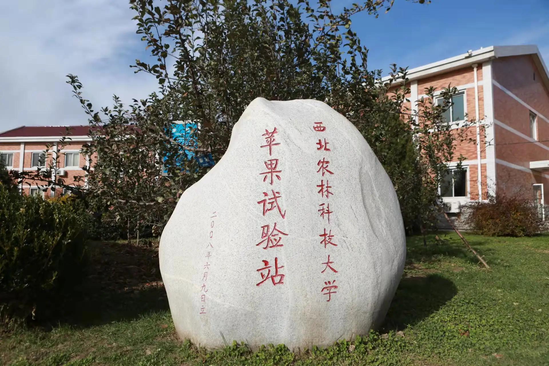 陕西白水苹果哪里最好,陕西白水苹果专卖店