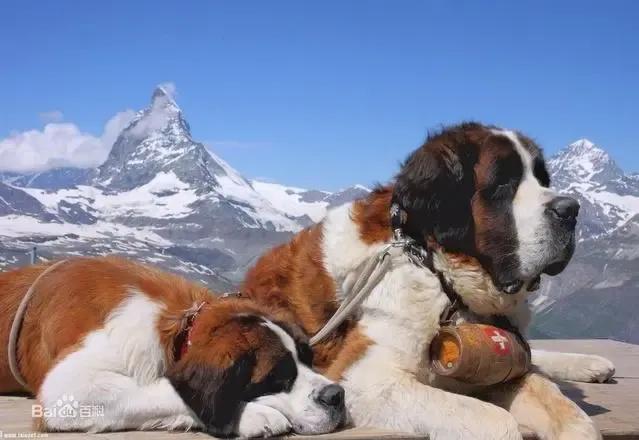 世界各国大型猛犬排名,世界各国猛犬排名