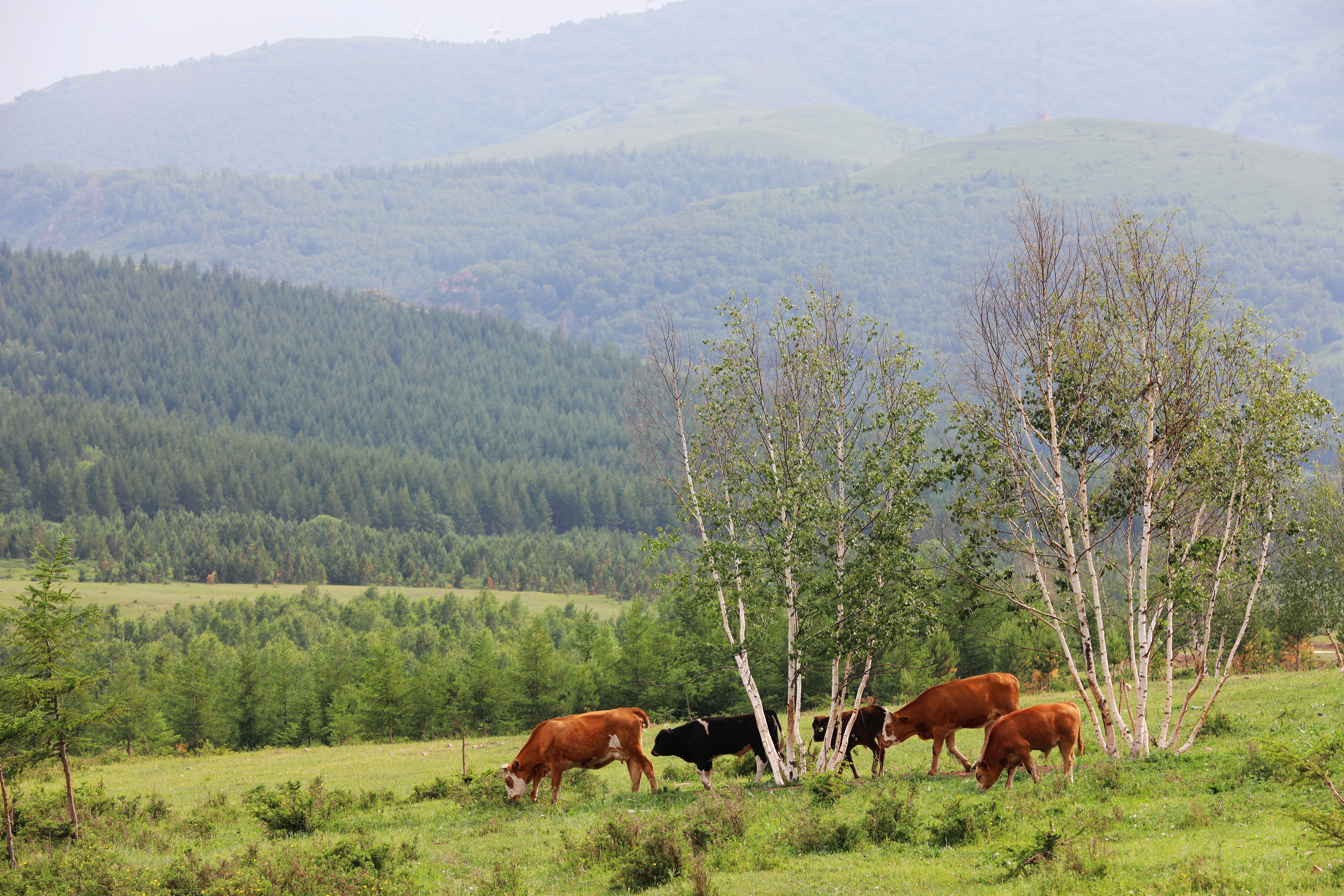 京北第一天路最佳旅游时间,京北第一天路草原