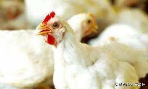 全国各地普遍出现“鸡张口呼吸，怪叫”什么原因，如何防治