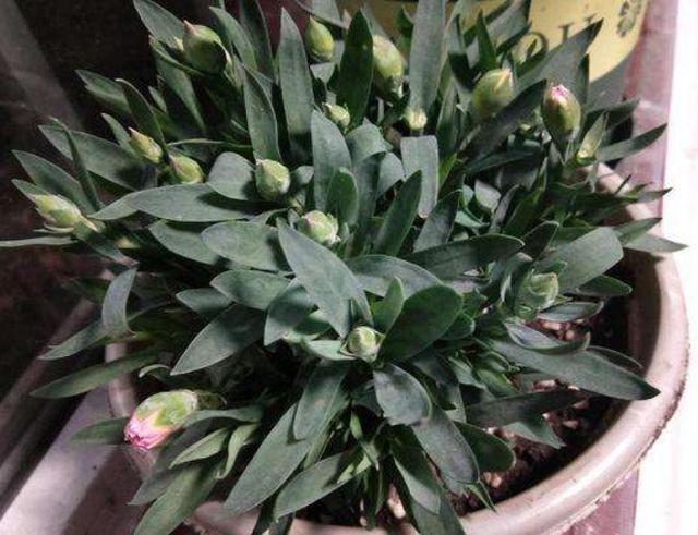 怎么养能让康乃馨快速开花,康乃馨花苞到家怎么放花盆里