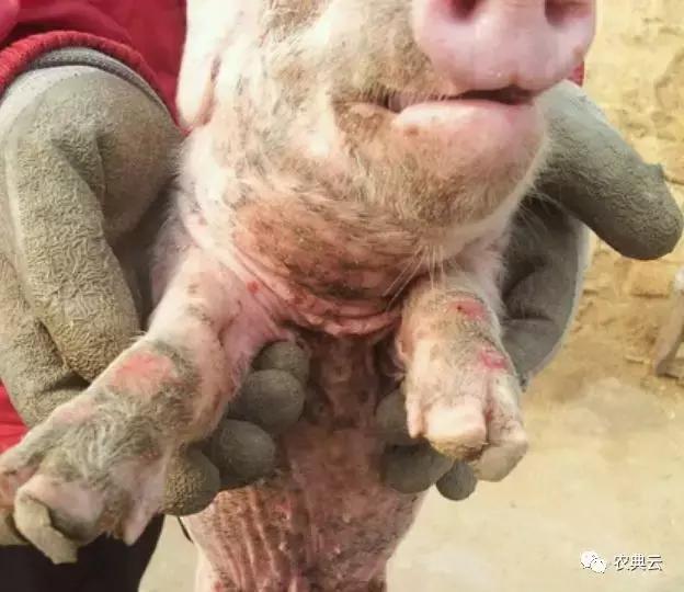 口蹄疫打了为什么还发病,口蹄疫感染怎么办