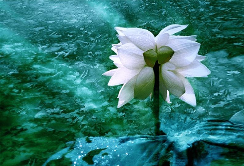 广州恒大新足球场最新建设,广州恒大莲冠足球场