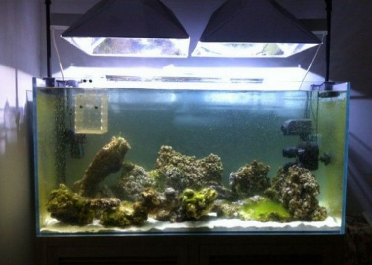 为什么国人对鱼情有独钟,为什么有的人对鱼那么痴迷