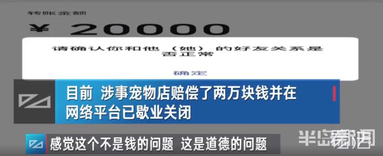 青岛宠物店柯基寄养被打死,狗在宠物店猝死