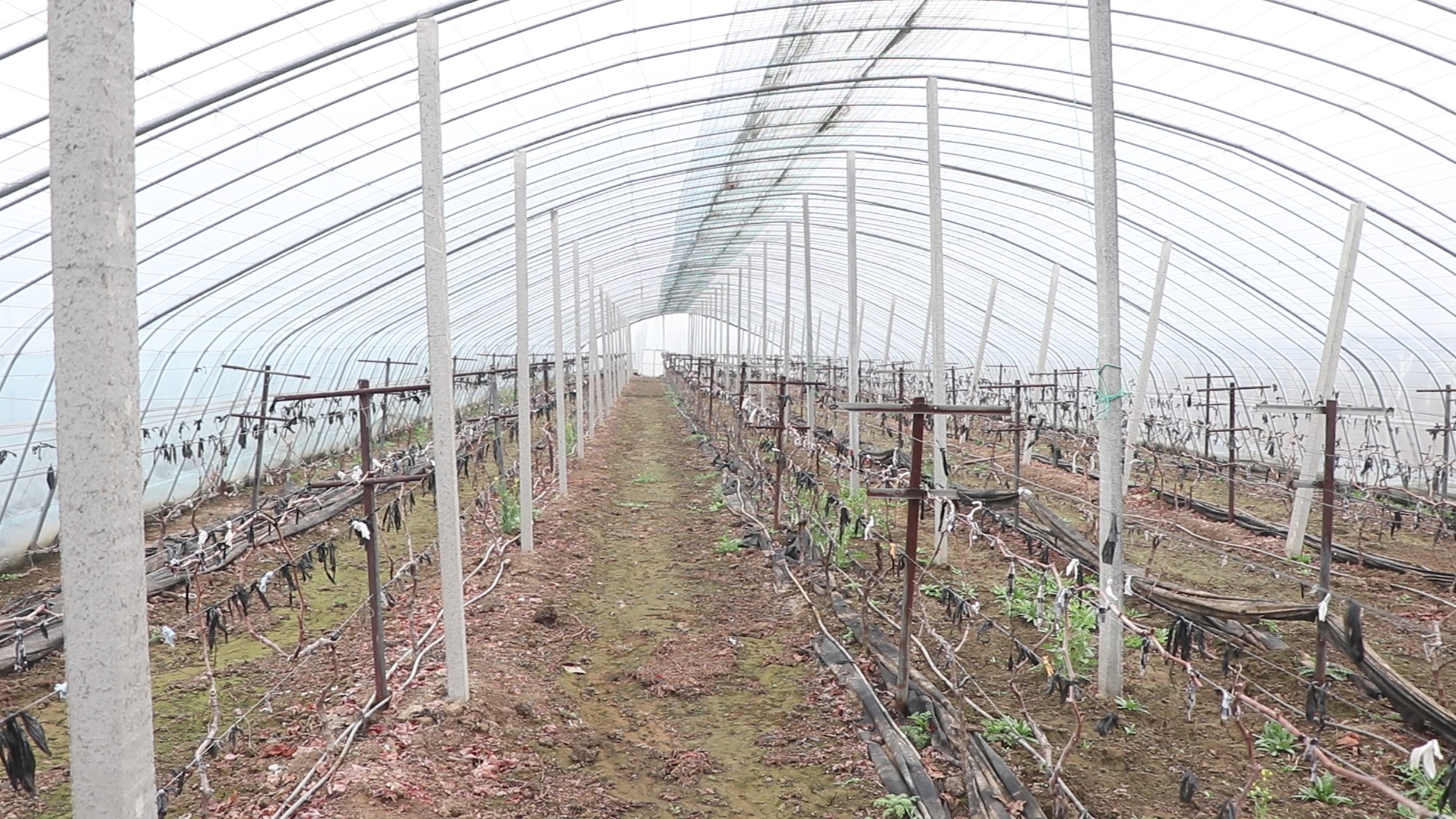 葡萄起垄栽培还是平地栽培,五大种植技巧