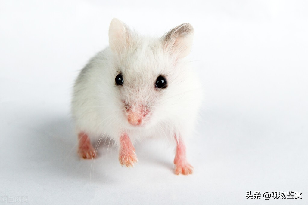 仓鼠可爱简介,宠物仓鼠侏儒类仓鼠新手饲养