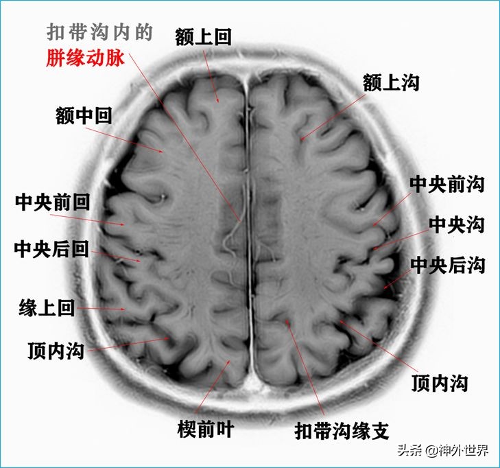 脑解剖学讲解视频全集,脑功能解剖学习