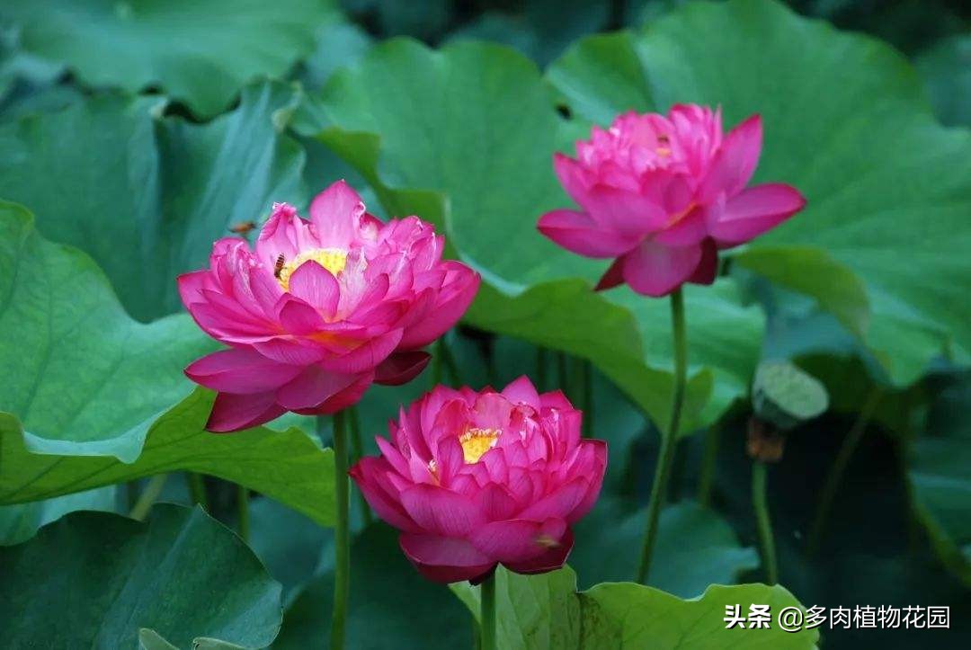 新手种碗莲最简单方法,碗莲怎么种才会开花