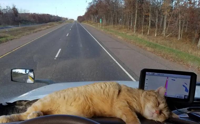 货车司机收养流浪狗后续,司机收养流浪猫一人一车三只猫