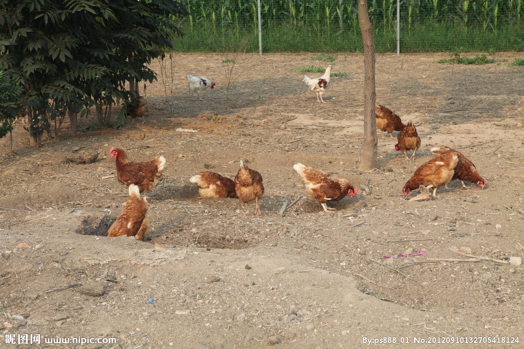 兔子怎么预防大肠杆菌,怎么预防蛋鸡大肠杆菌