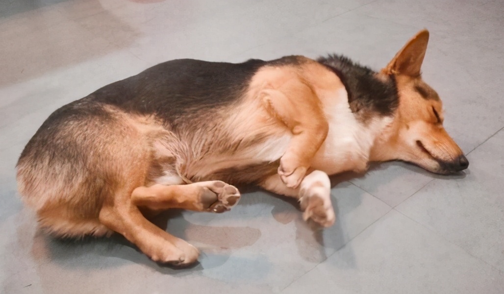 老年狗狗突然后腿站不起来还发抖,狗狗突然站不起来了发抖怎么回事