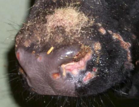 牛结节性皮肤病中医如何治疗,牛结节性皮肤病宣传资料