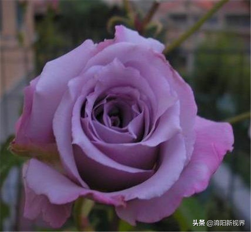 月季创新造型是什么,热门月季品种推荐图片欣赏