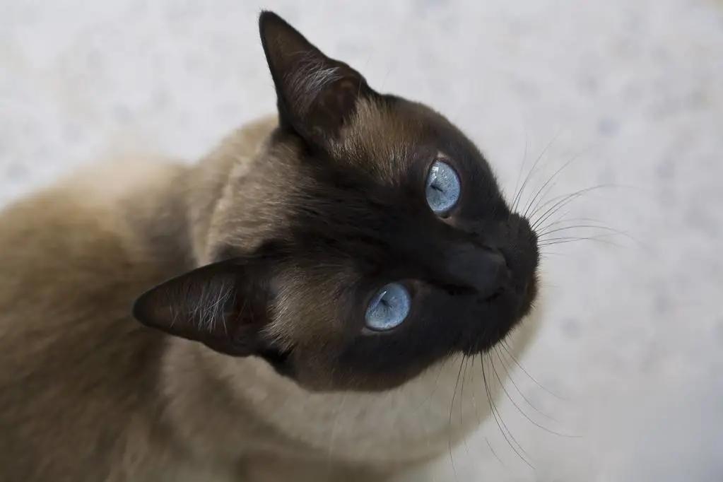 挖煤猫暹罗猫和布偶猫哪个贵,挖煤工暹罗猫幼猫