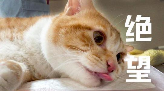 猫咪绝育发胖怎么控制,宠物绝育后肥胖如何避免