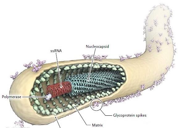 欧洲瘟疫死亡2500万人是哪一年,人类最大的瘟疫