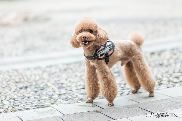 山东28岁大学硕士返乡创业做养殖,80后小伙回农村创业养狗