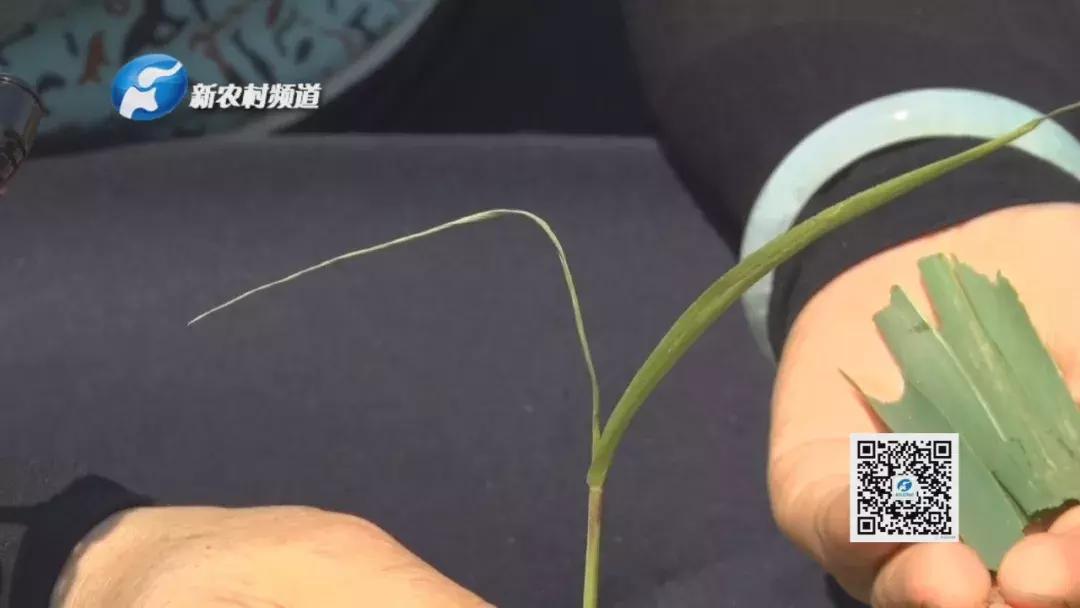 谷子病虫害防治技术宣传画册,谷子病虫害中午可打农药吗