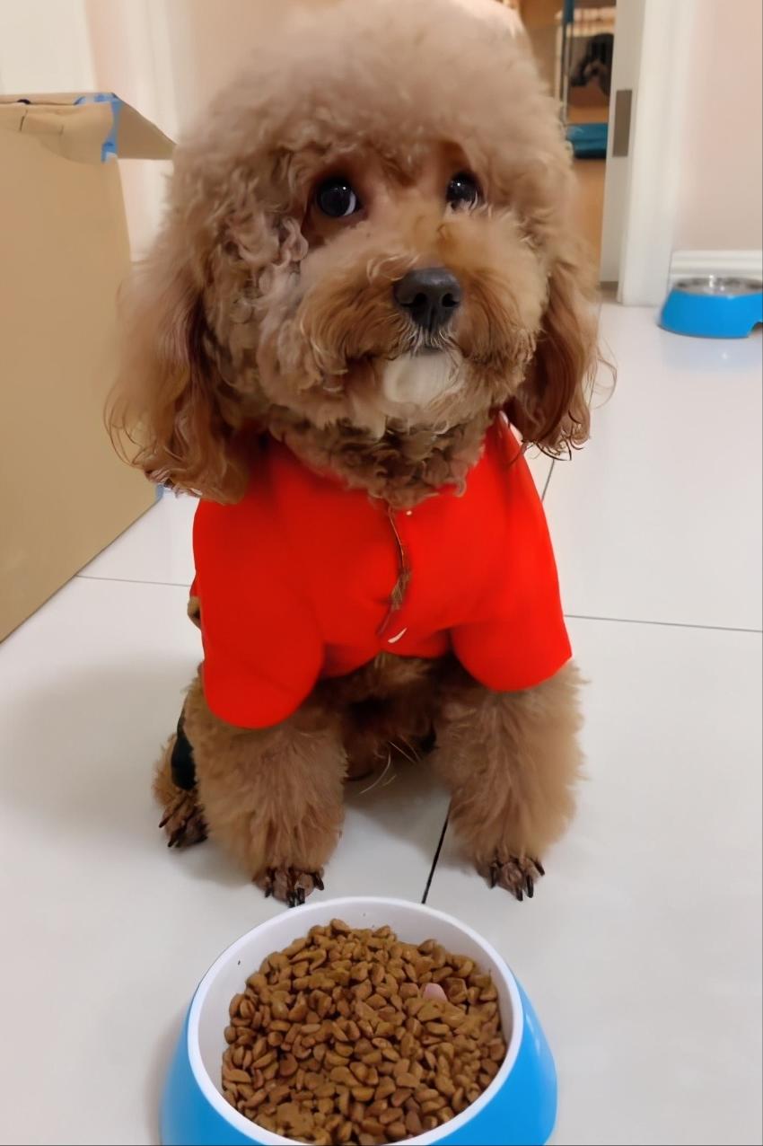 小贵宾犬狗粮怎么选好的,贵宾犬吃什么牌子的狗粮实惠