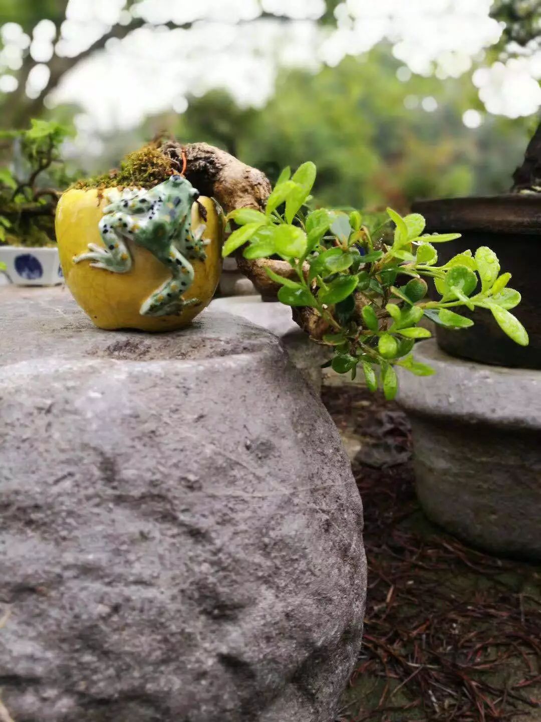 盆景修剪入门视频教程,盆景一级枝修剪方法技巧