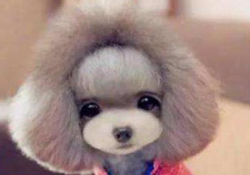 小型犬不爱叫体味小的狗有哪种,什么狗狗不掉毛没体味又好养