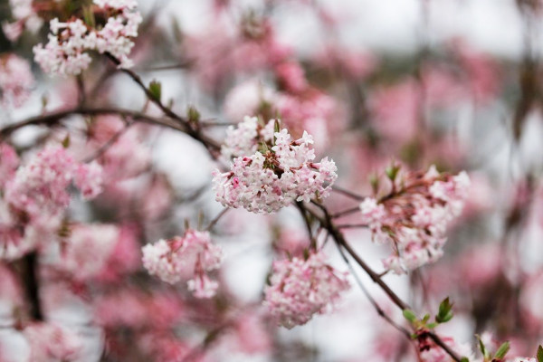 荚蒾博德兰,博德兰荚蒾对光照的需求
