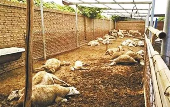 毒大葱事件已判刑,毒韭菜案件判决结果