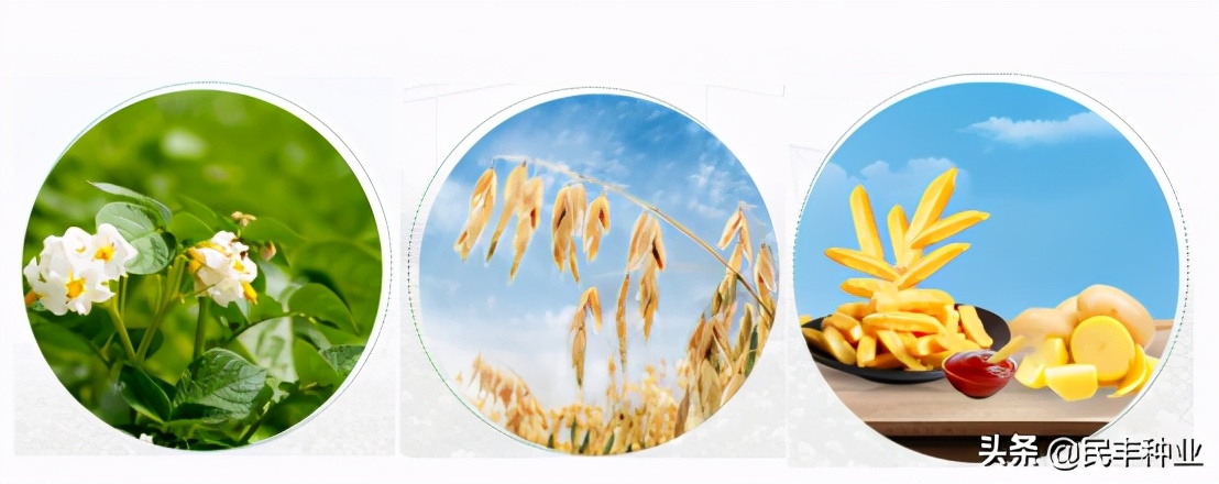 民丰马铃薯种业有限公司,内蒙古民丰种业有限公司