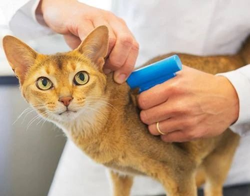 家猫攻击外人是什么原因,家猫攻击主人