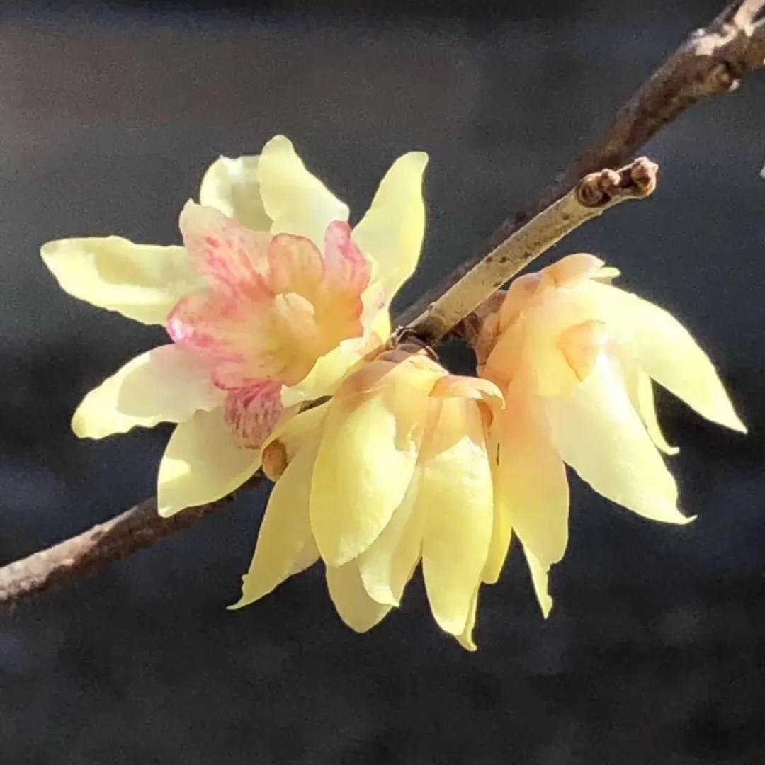 蜡梅的独特之处,腊梅之美