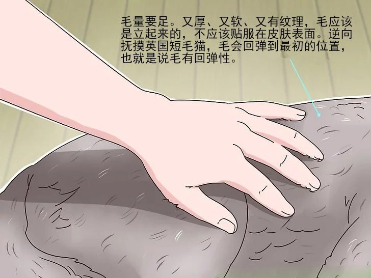 英国短毛猫银渐层如何判断纯种,英国短毛猫怎么看是不是纯种